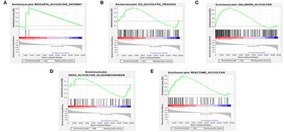 A Novel Glycolysis-Related Four-mRNA Signature for Predicting the Survival of Patients With Breast Cancer